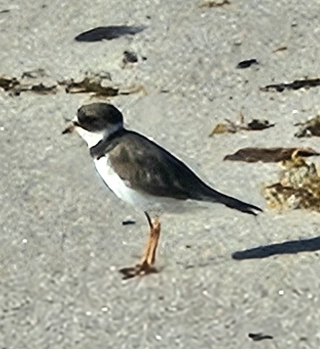 Semipalmated Plover - ML617419124