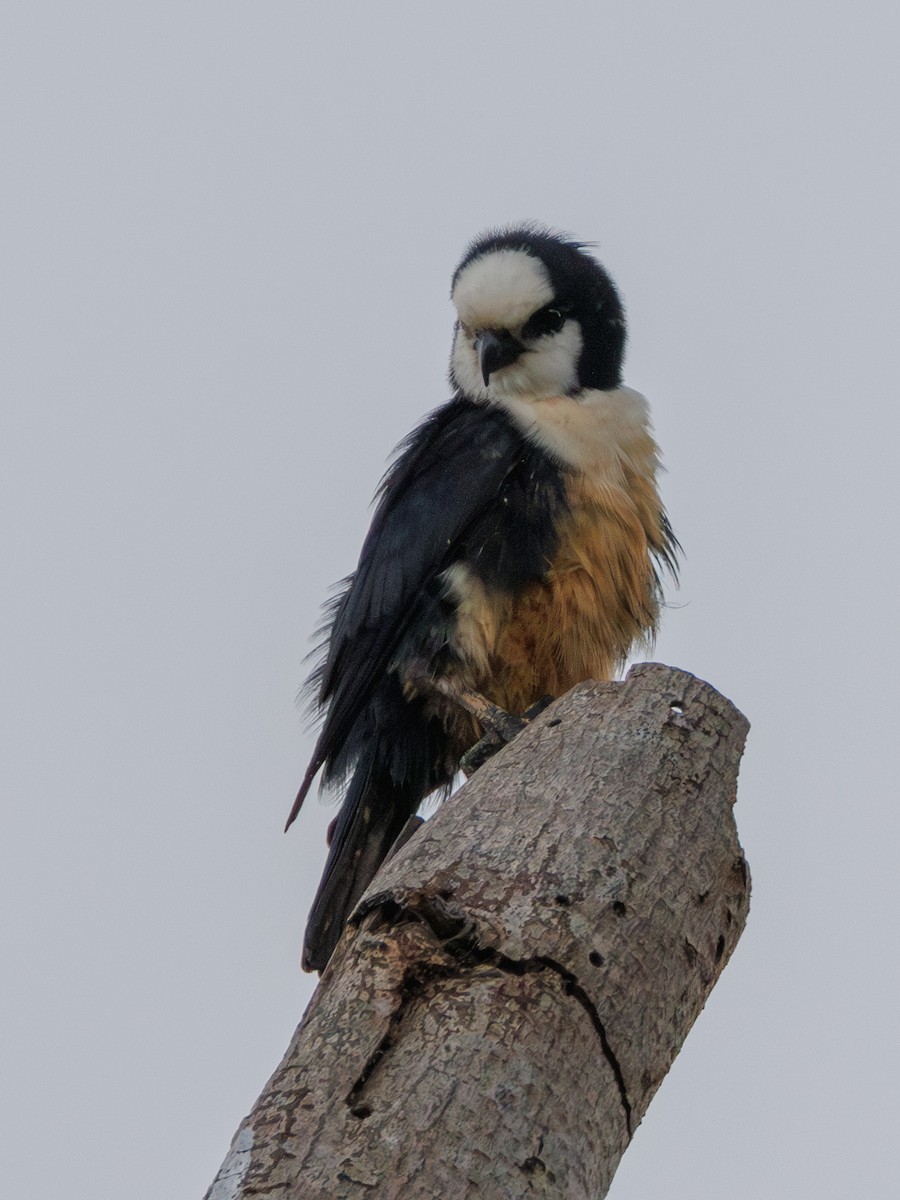 White-fronted Falconet - ML617419141
