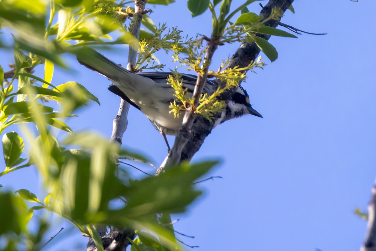 Black-throated Gray Warbler - ML617419143