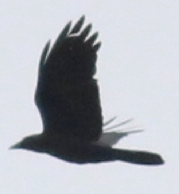 crow sp. - ML617419144