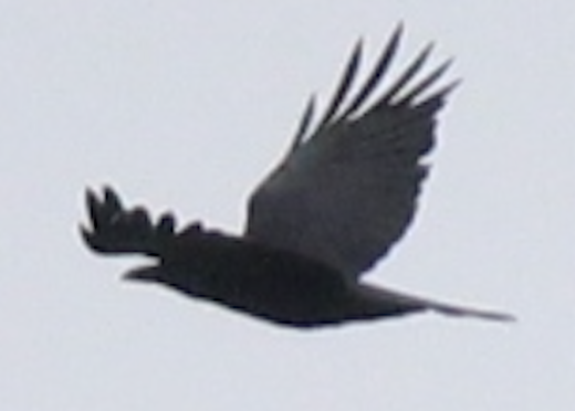 crow sp. - ML617419145