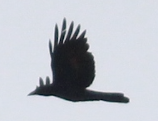 Corvus sp. (crow sp.) - ML617419146
