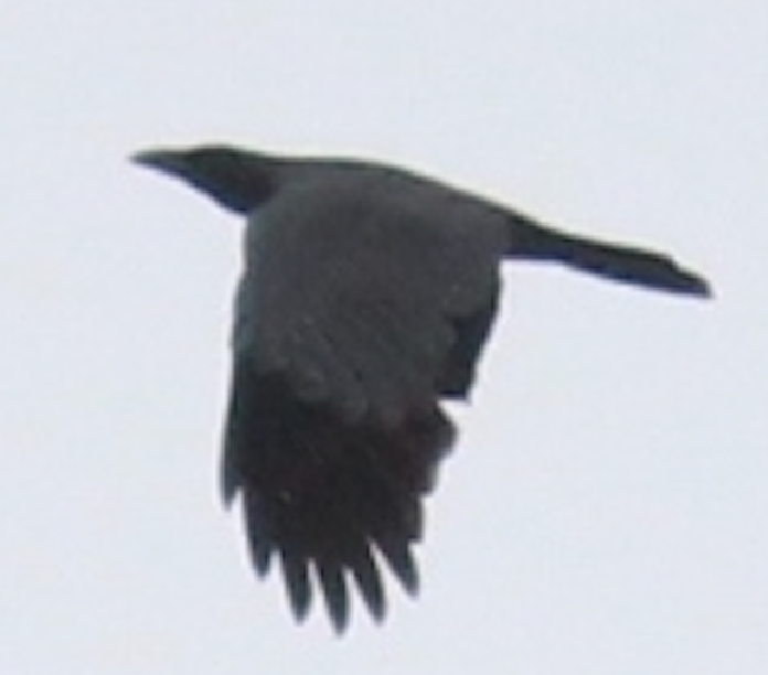 crow sp. - ML617419147