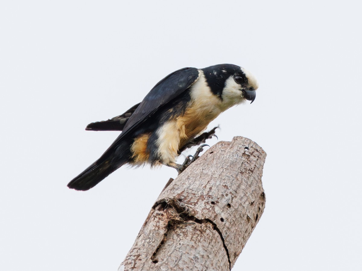 White-fronted Falconet - ML617419149