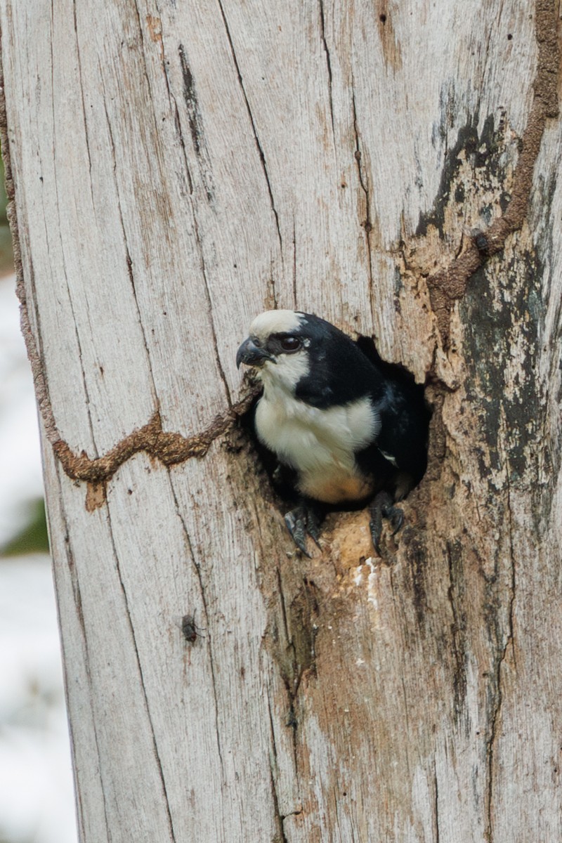 White-fronted Falconet - ML617419164