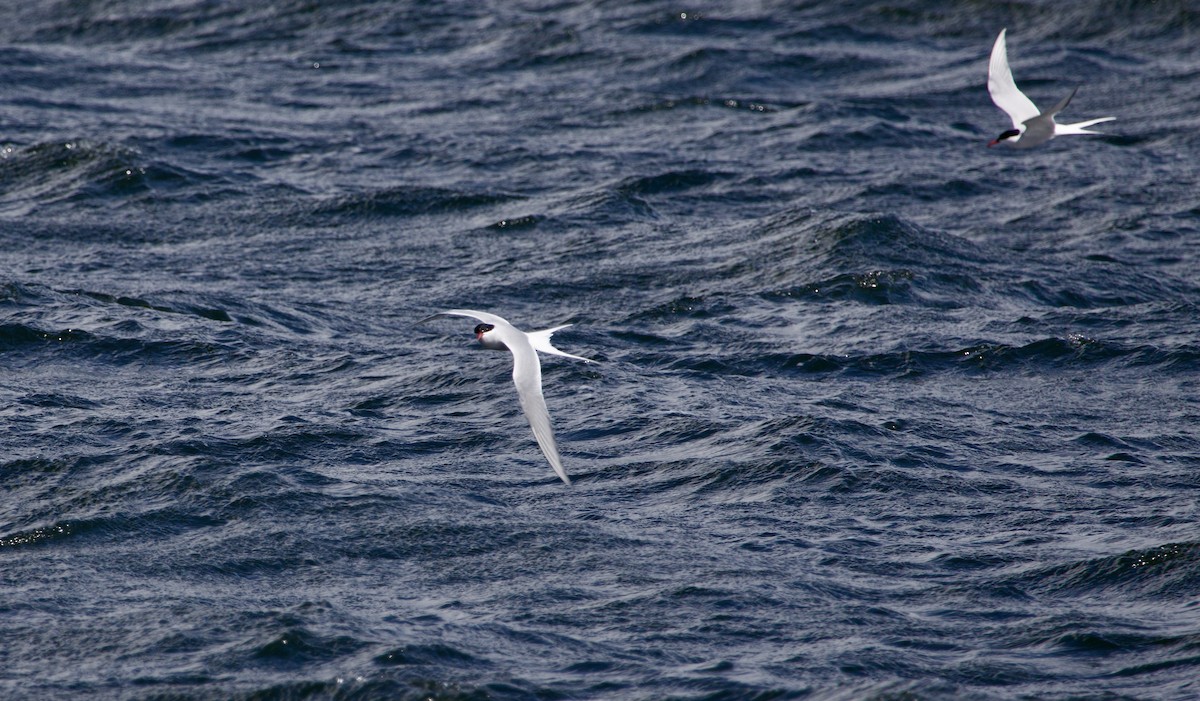 Arctic Tern - ML617419232