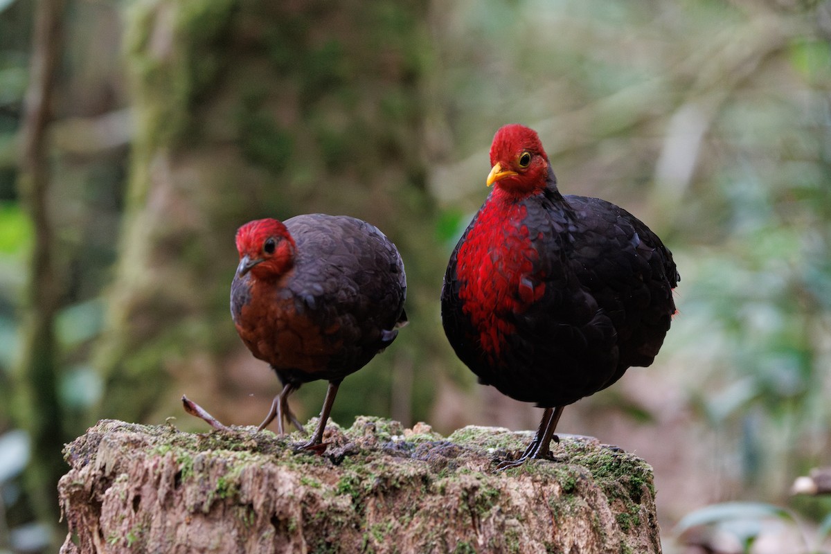 Crimson-headed Partridge - Ng SH