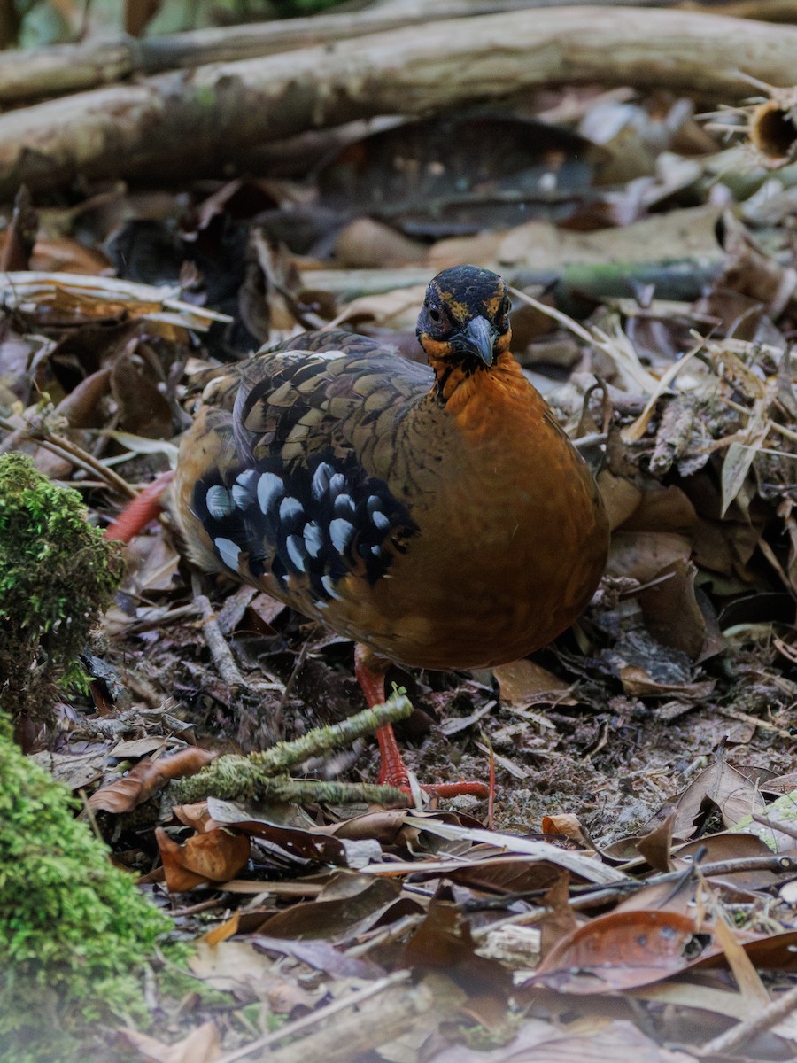 Red-breasted Partridge - ML617419368