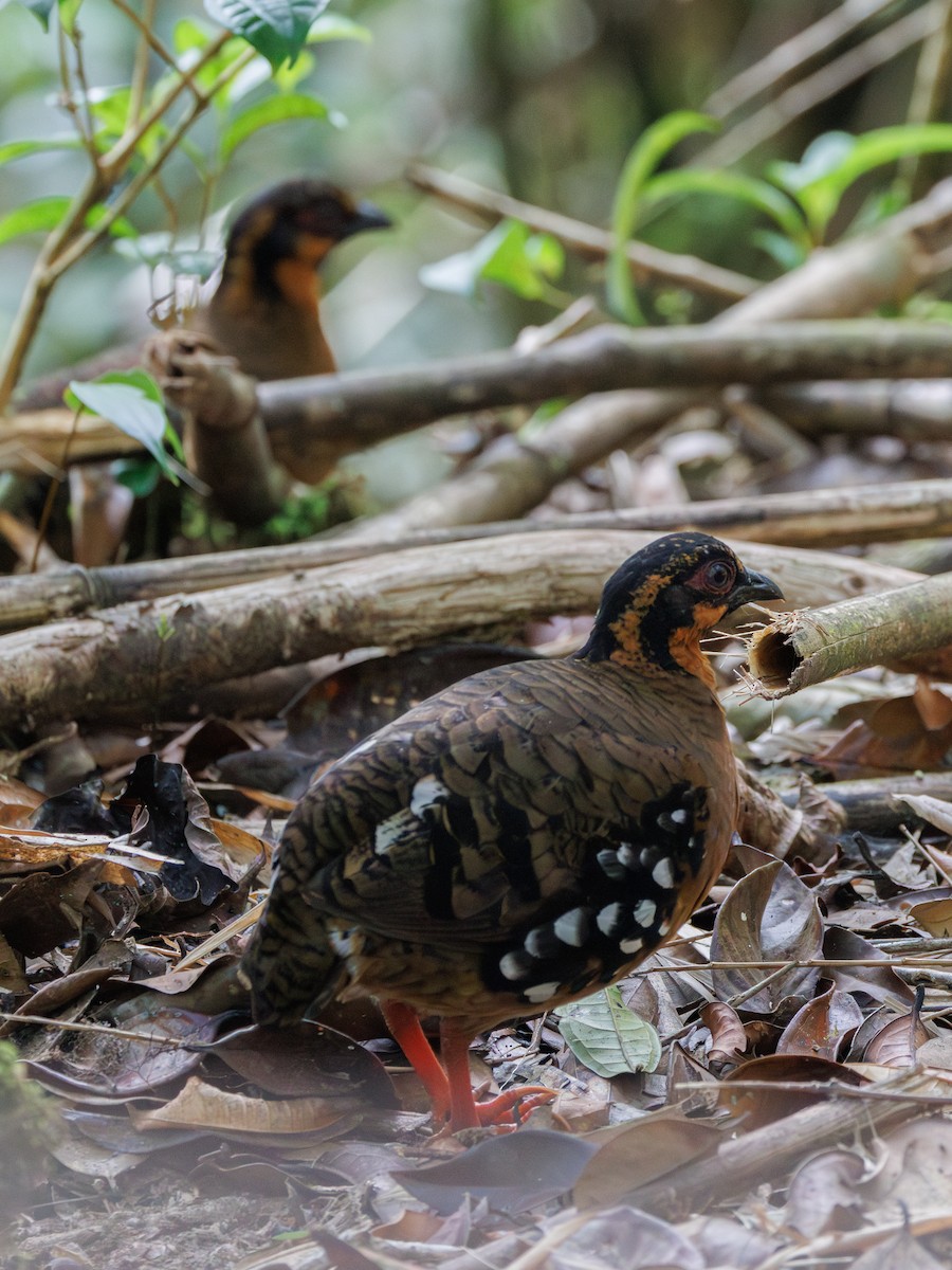 Red-breasted Partridge - ML617419369