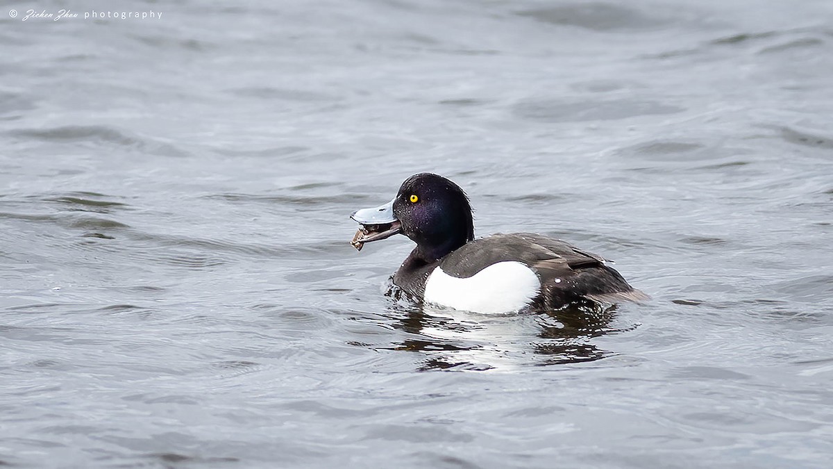 Tufted Duck - ML617419382