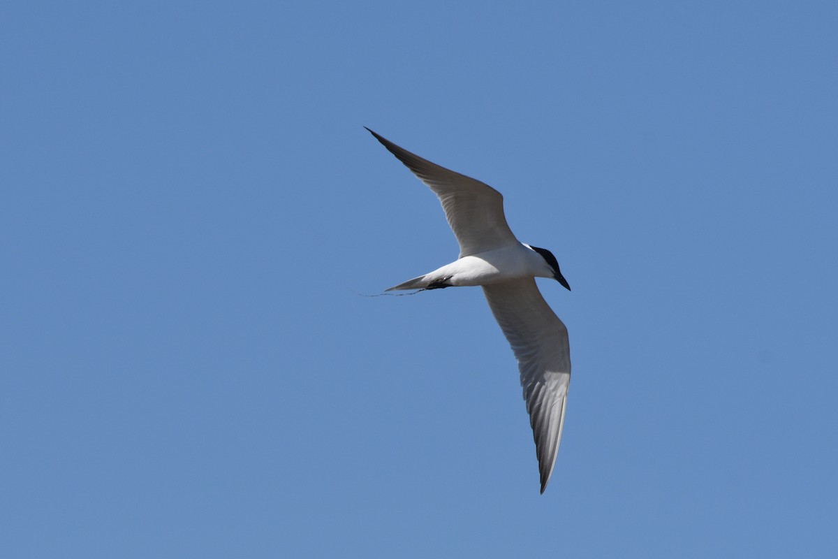 Gull-billed Tern - Nuno Reis