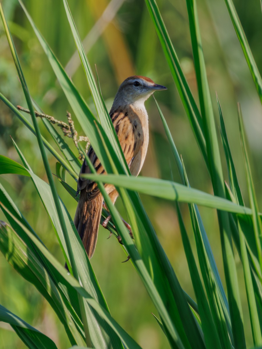 Striated Grassbird - Ng SH