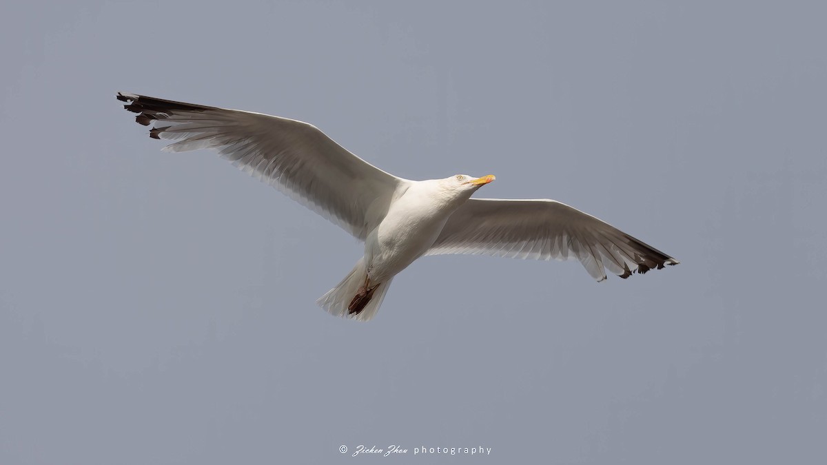 Herring Gull (European) - ML617419598
