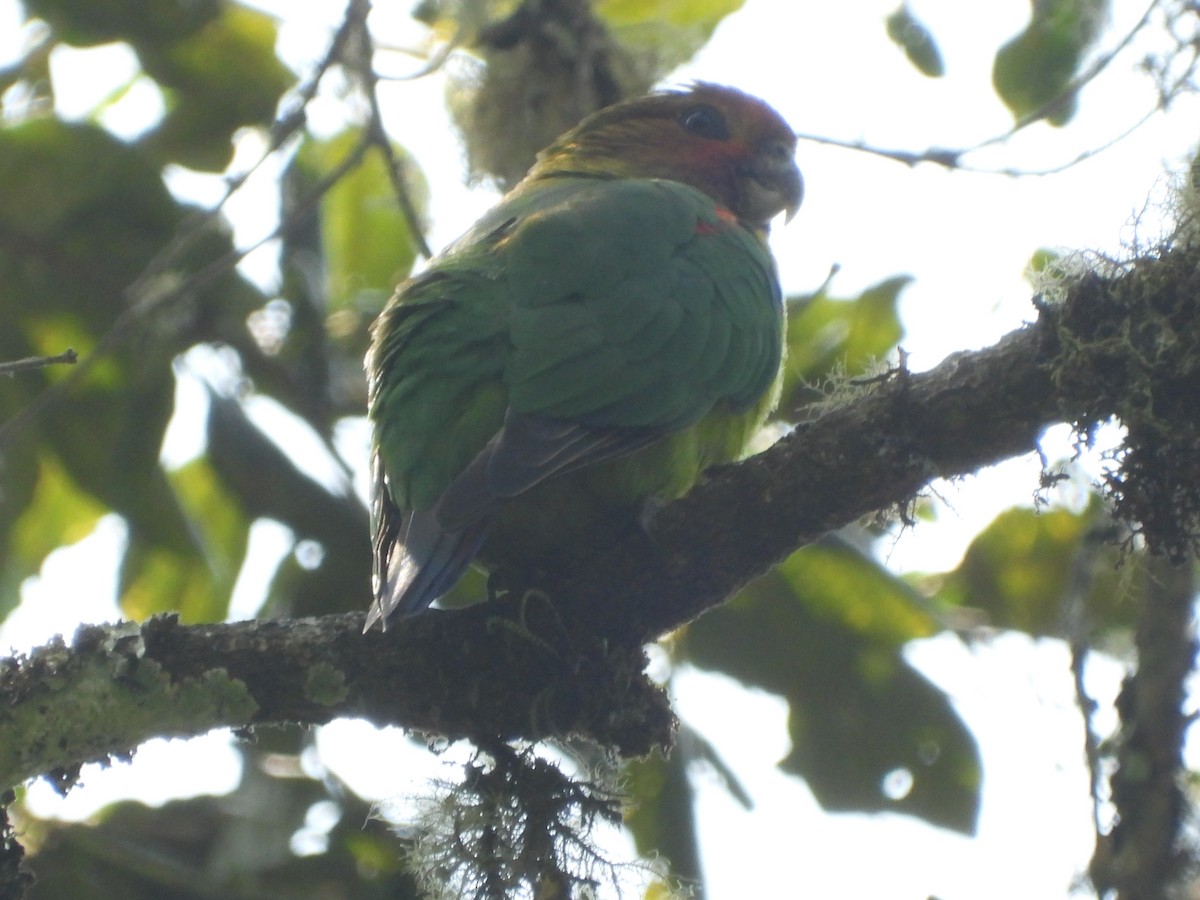 Rusty-faced Parrot - ML617419605