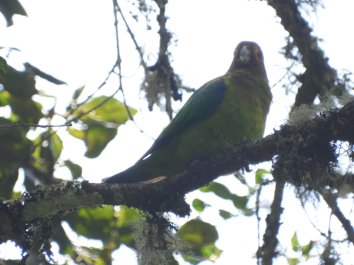 Rusty-faced Parrot - ML617419607
