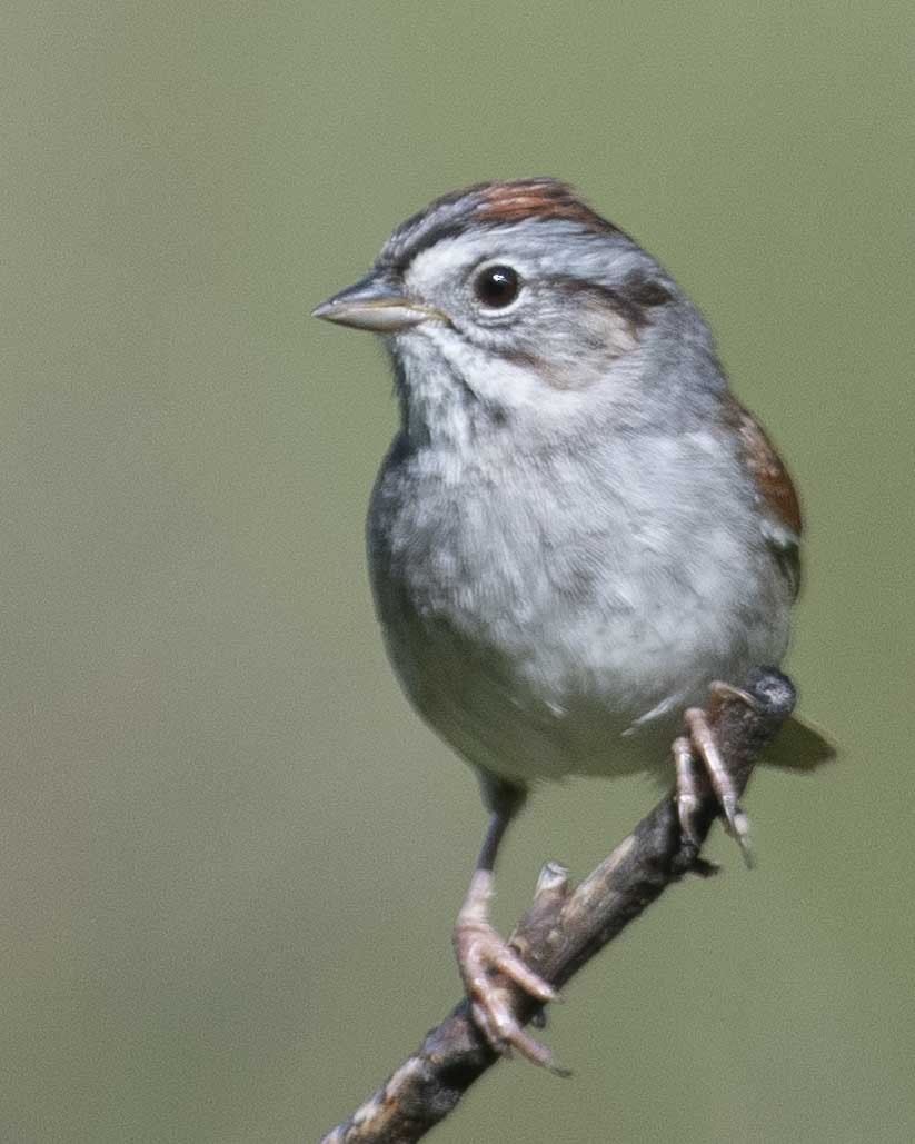Swamp Sparrow - ML617419721