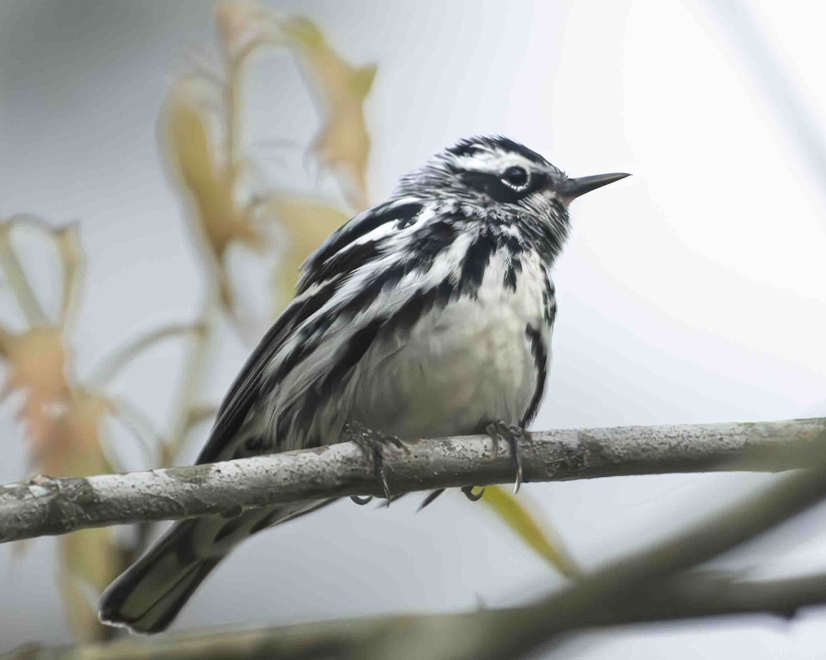 Black-and-white Warbler - ML617419727