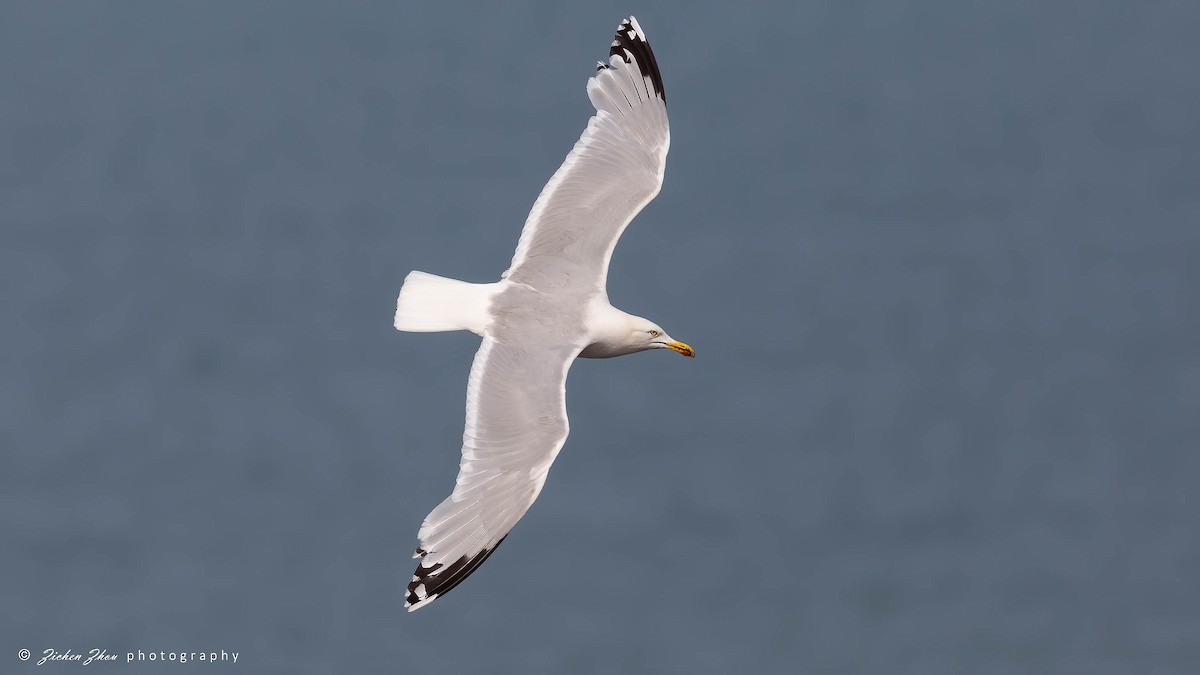 Herring Gull (European) - ML617419784