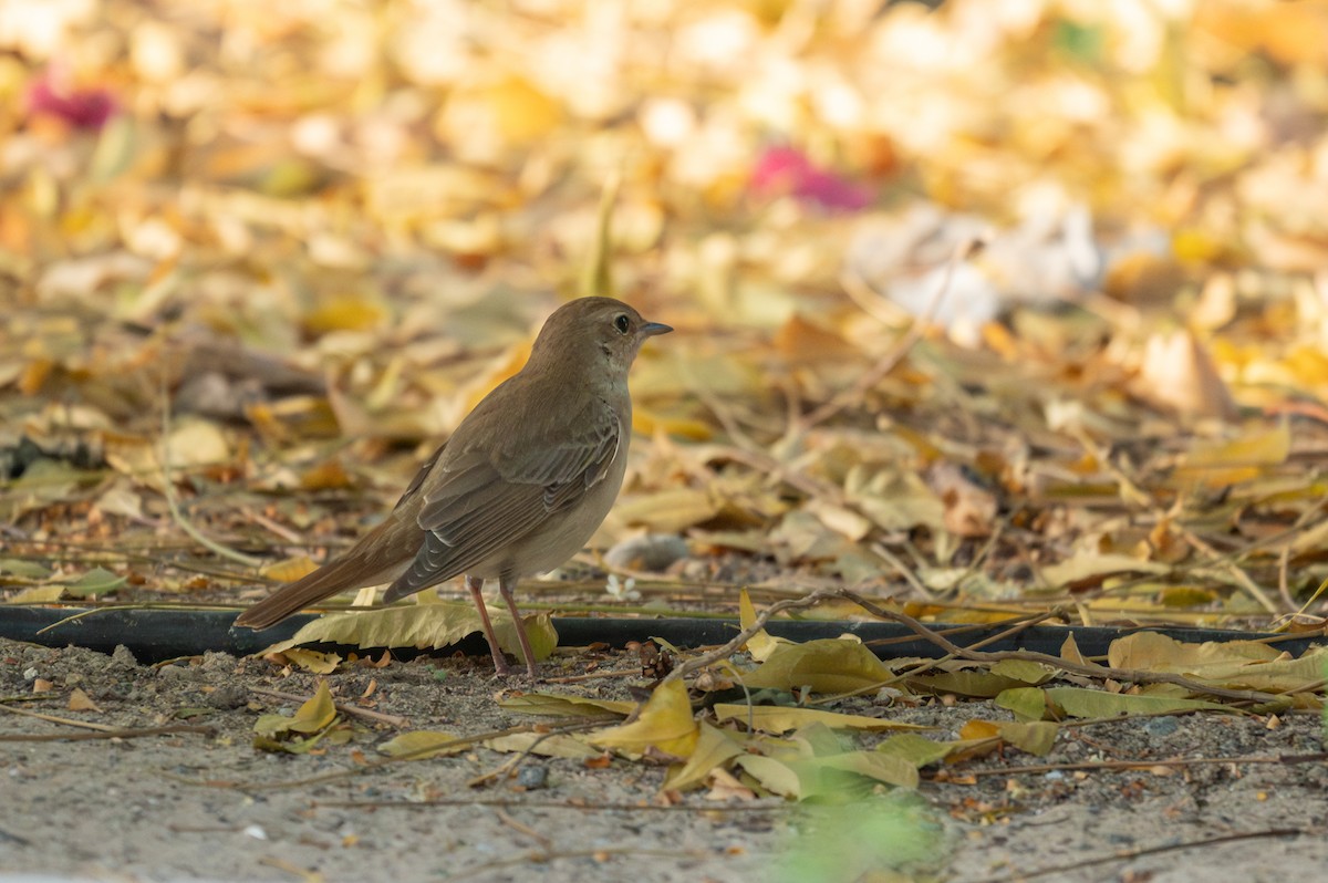 Common Nightingale (golzii) - ML617419855