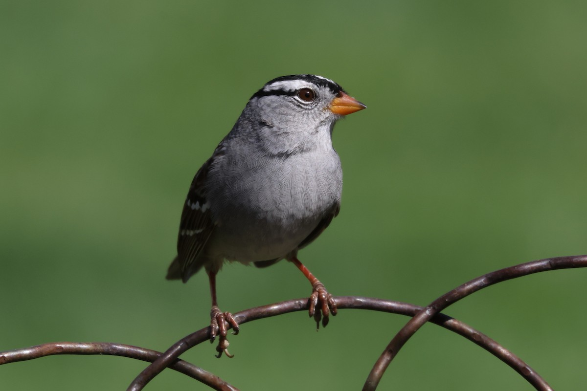 White-crowned Sparrow - ML617419920