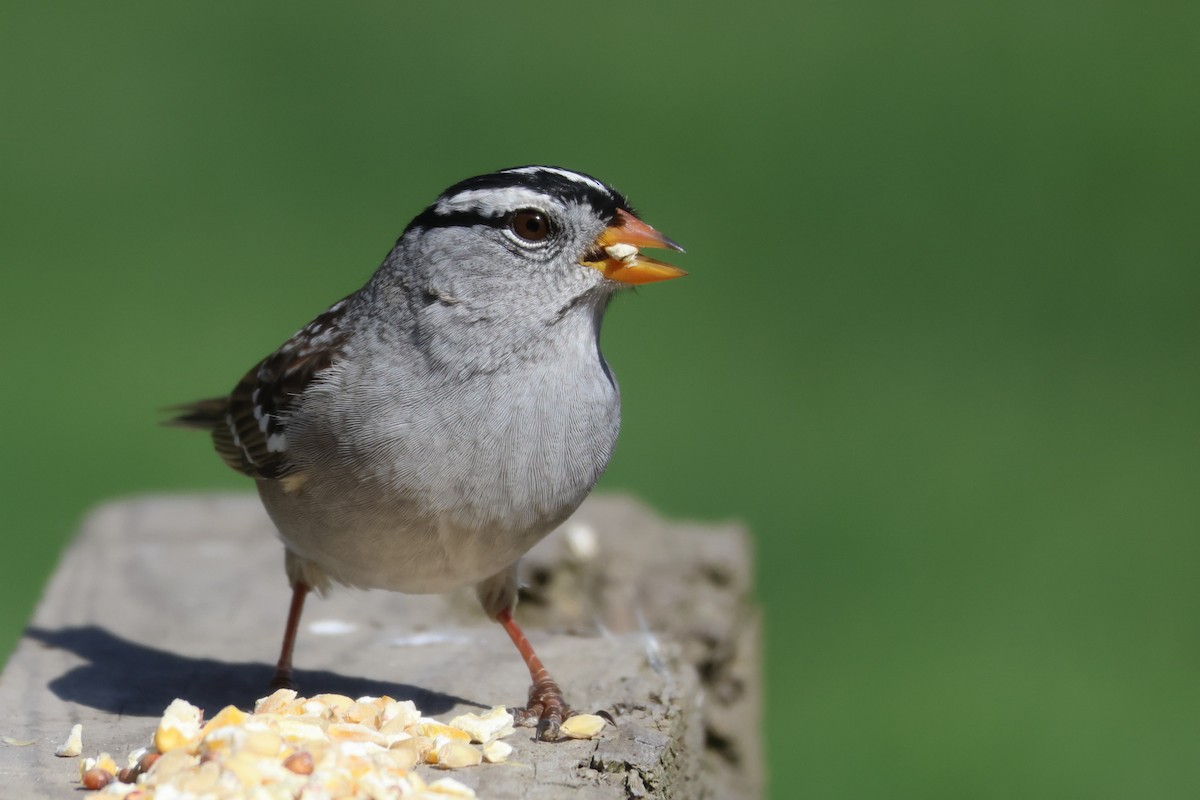 White-crowned Sparrow - ML617419921
