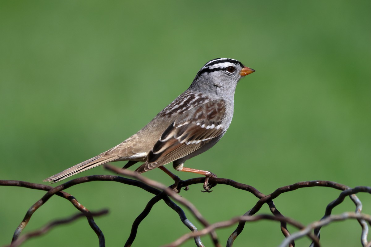 White-crowned Sparrow - James Cummins