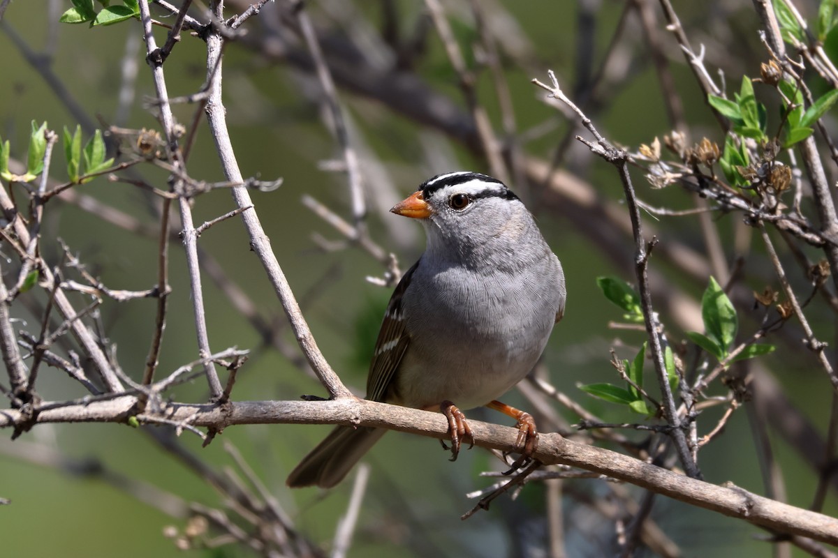 White-crowned Sparrow - James Cummins