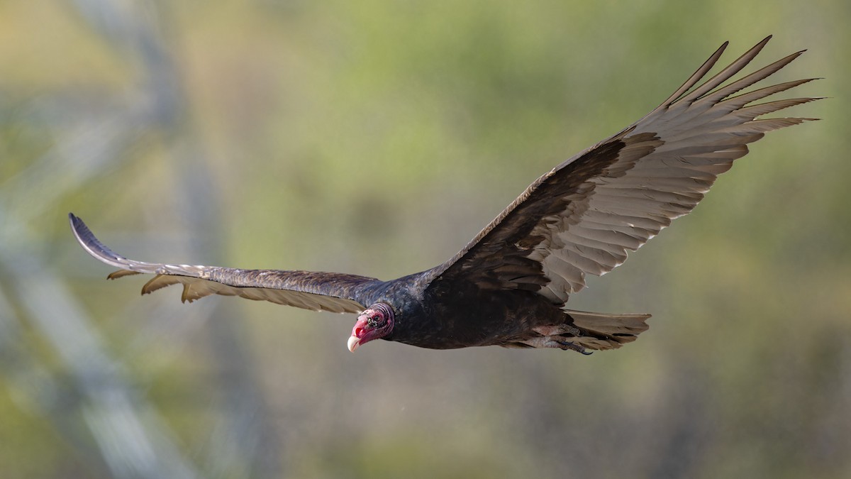 Turkey Vulture - ML617419939
