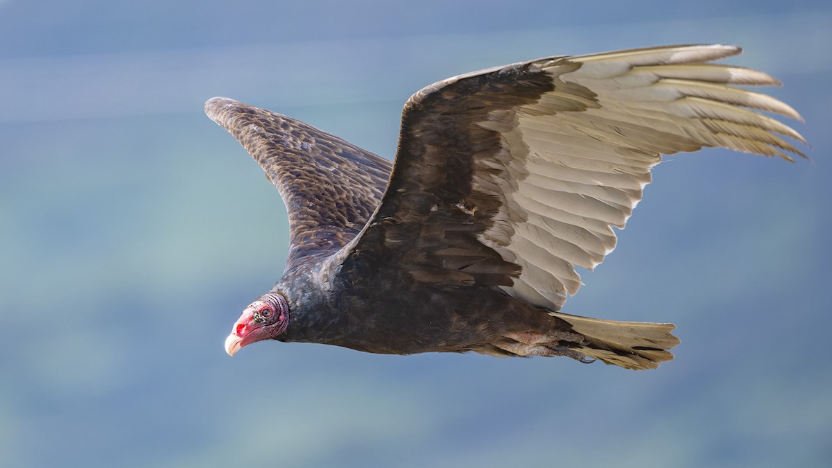 Turkey Vulture - ML617419940