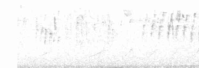Kara Gözlü Junko (hyemalis/carolinensis) - ML617419979