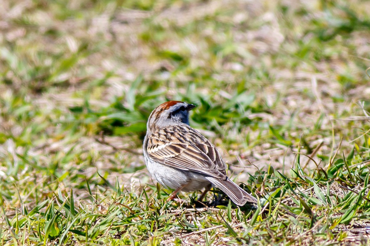 Chipping Sparrow - ML617420086