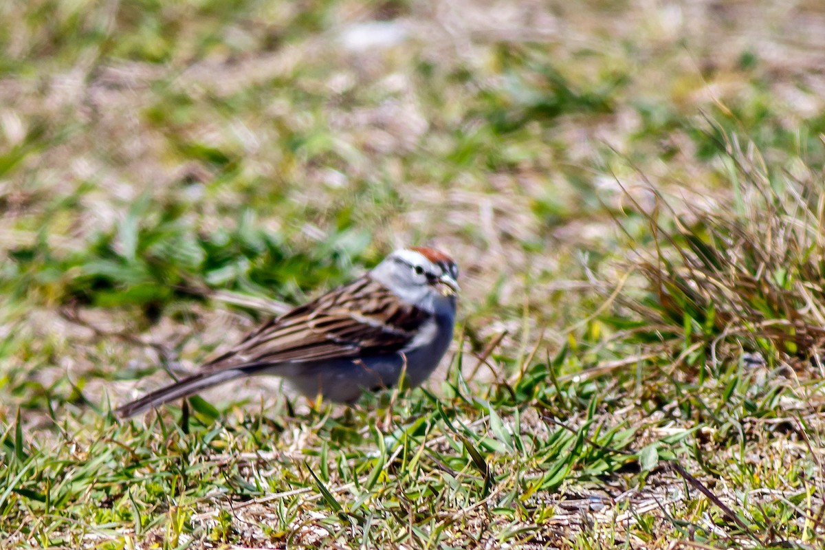 Chipping Sparrow - ML617420087