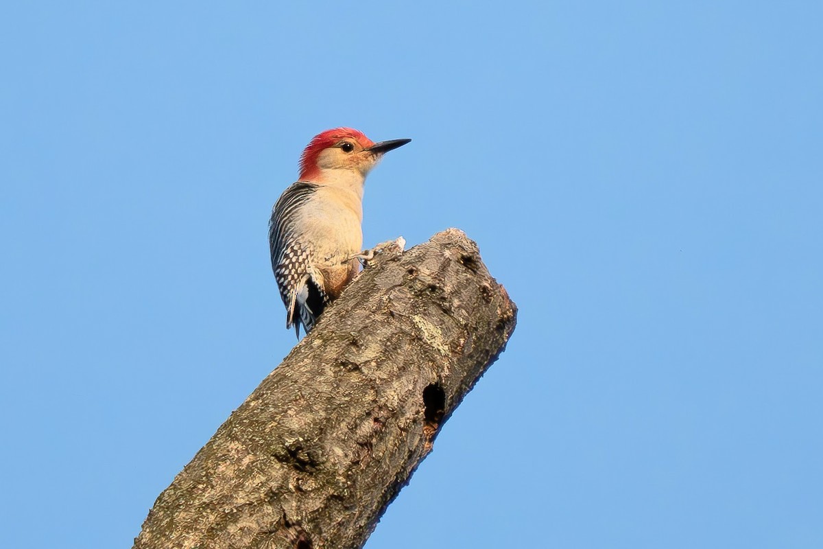 Red-bellied Woodpecker - ML617420106