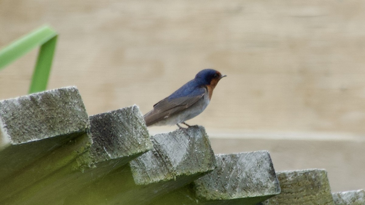 Welcome Swallow - ML617420111