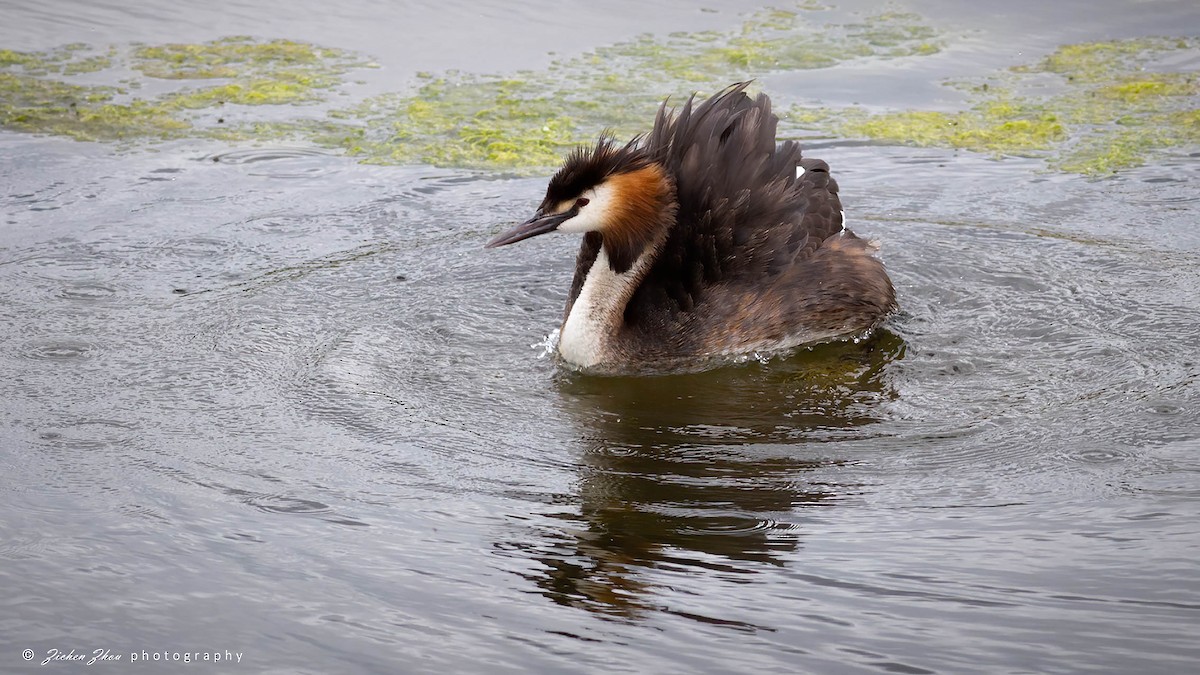 Great Crested Grebe - ML617420214