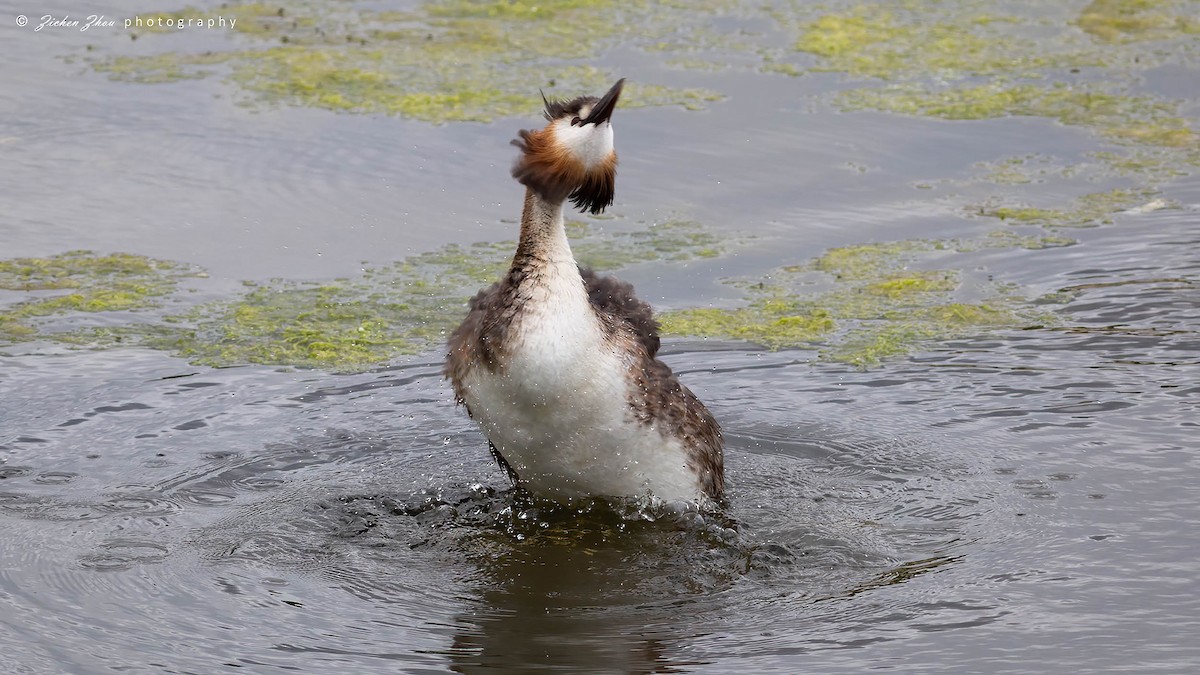 Great Crested Grebe - ML617420215