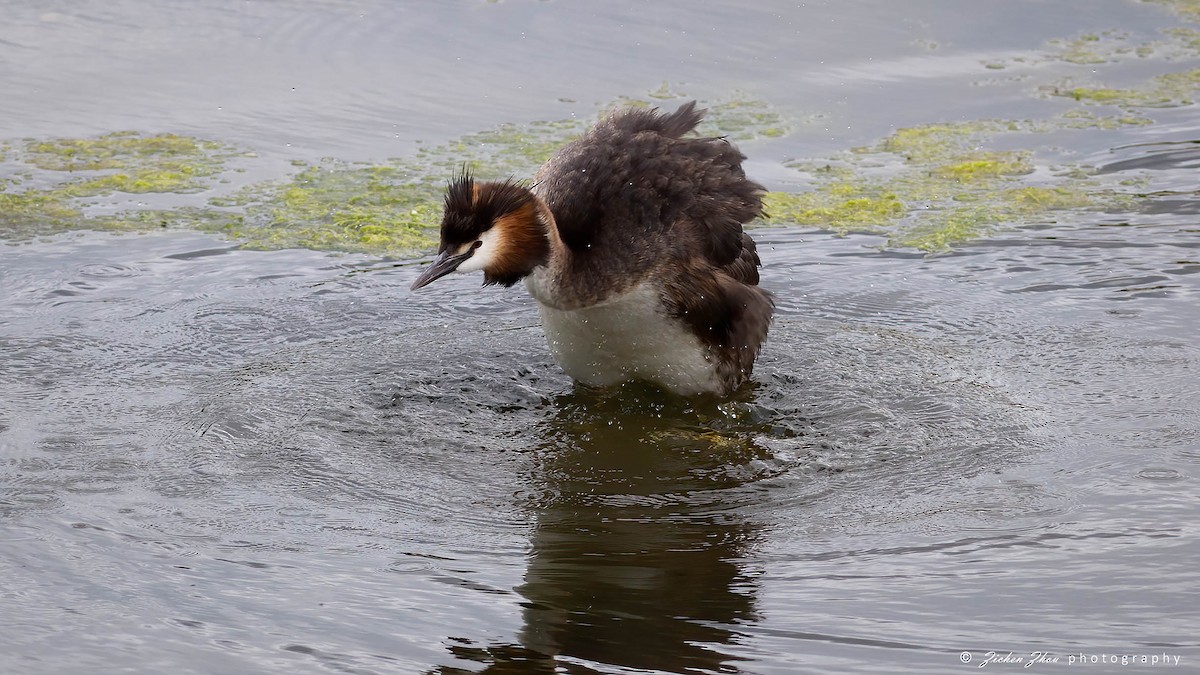 Great Crested Grebe - ML617420216