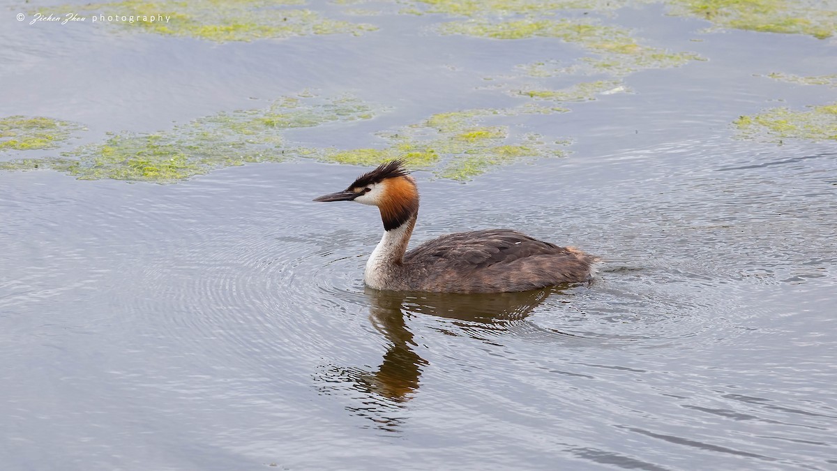 Great Crested Grebe - ML617420217