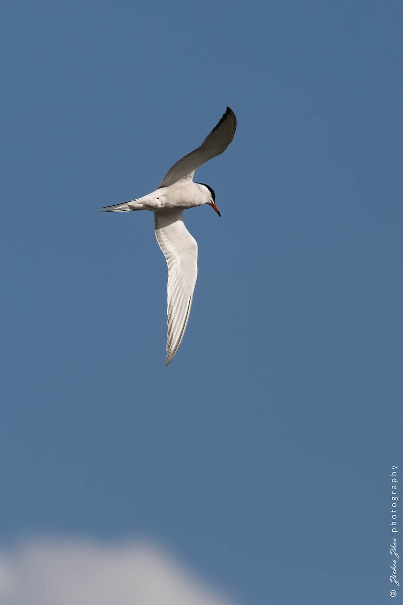 Common Tern - ML617420270