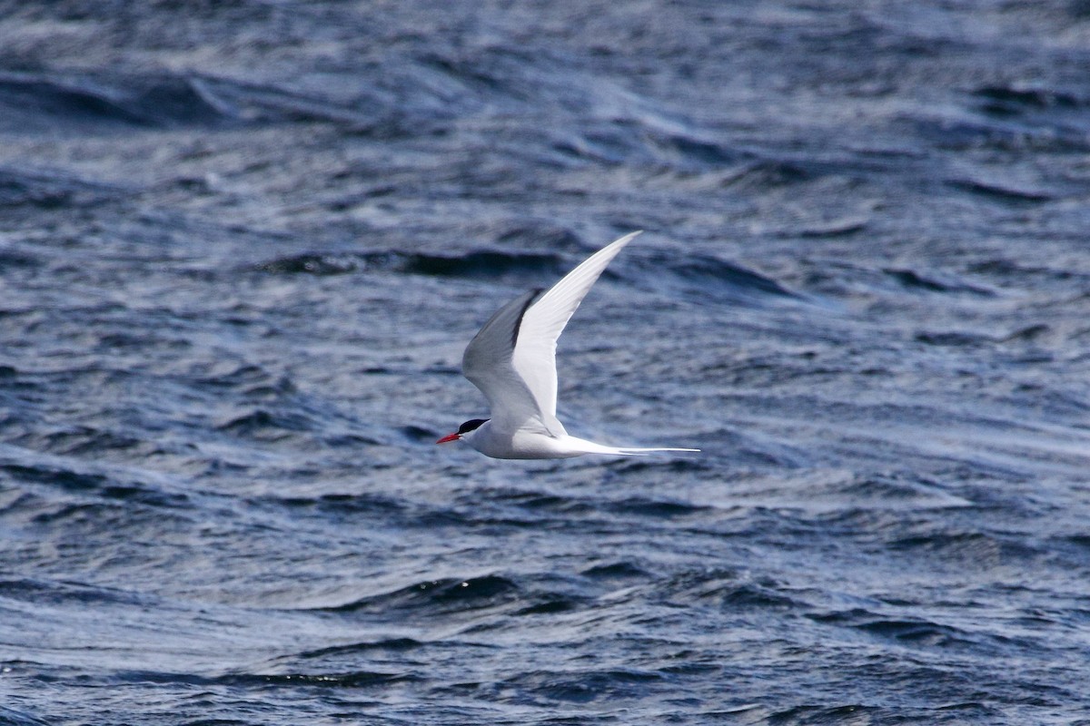 Arctic Tern - ML617420313