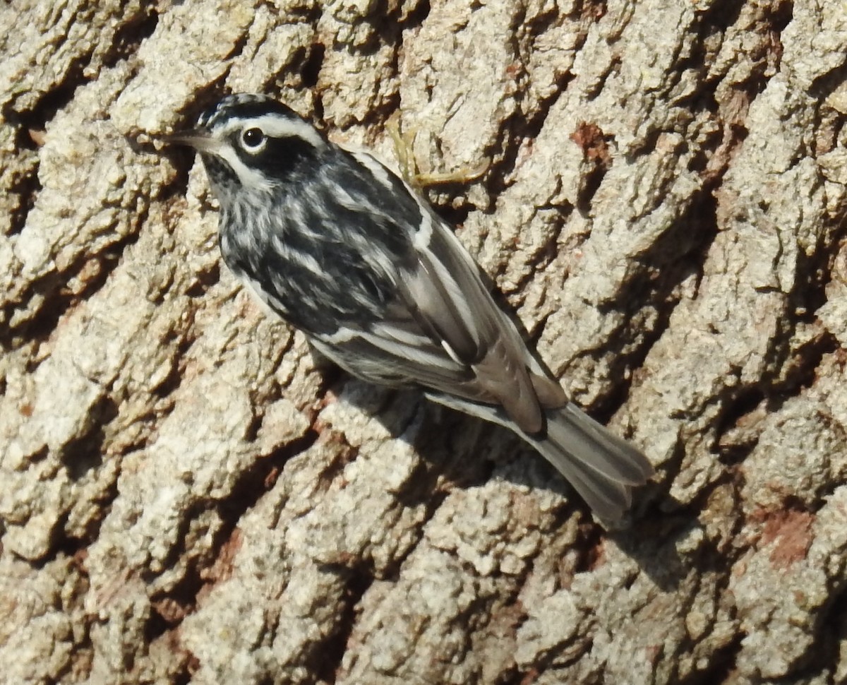 Black-and-white Warbler - Alfred Thomson