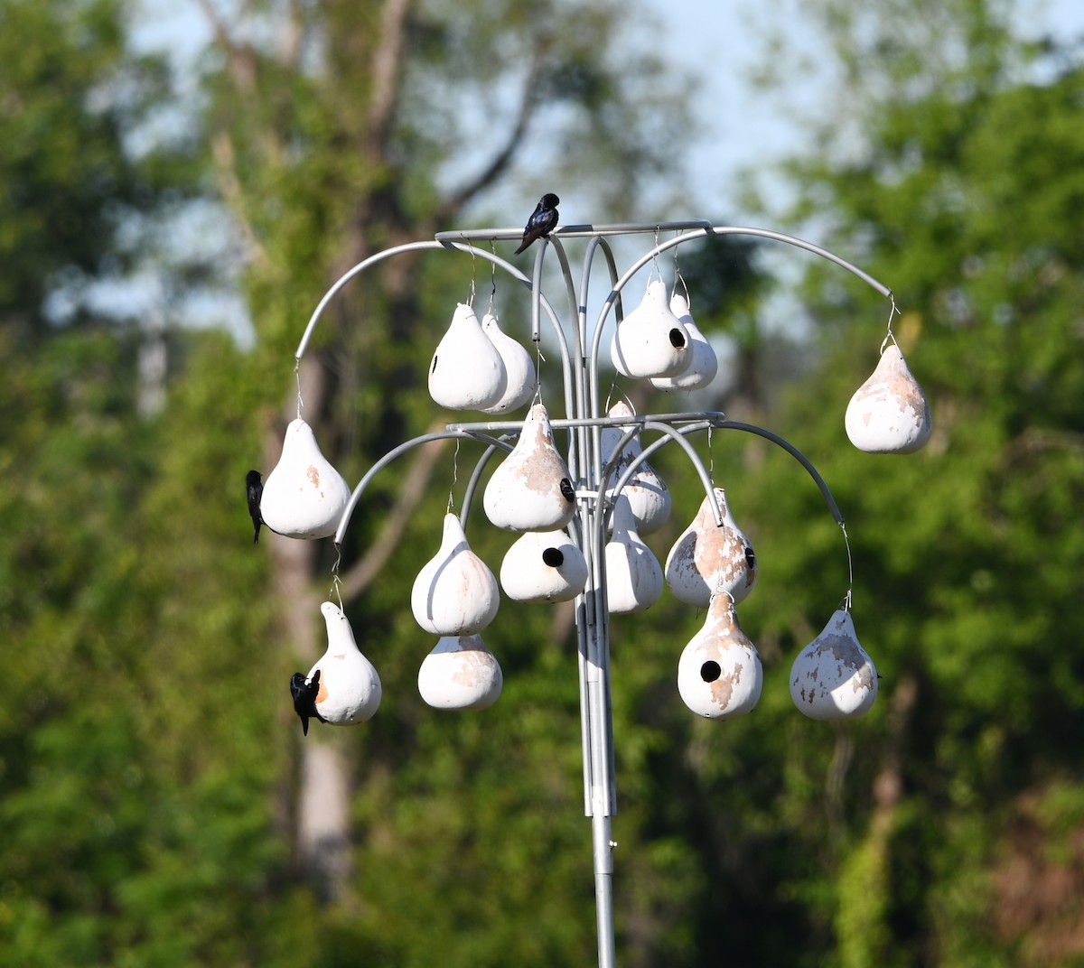 eBird Checklist 13 Apr 2024 2706 Loch Laurel Rd, Valdosta USGA 30.