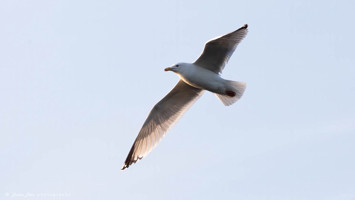 Herring Gull (European) - ML617420429