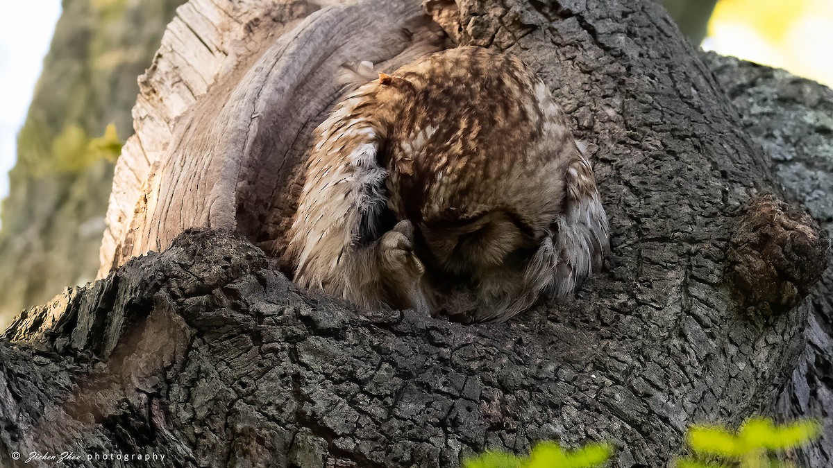 Tawny Owl - ML617420441