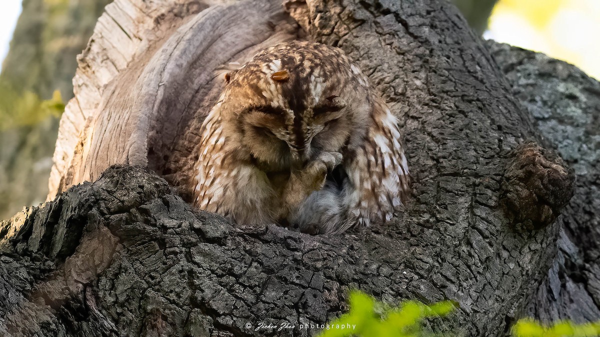 Tawny Owl - ML617420442