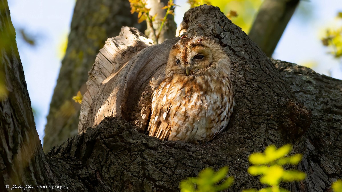 Tawny Owl - Zichen  Zhou