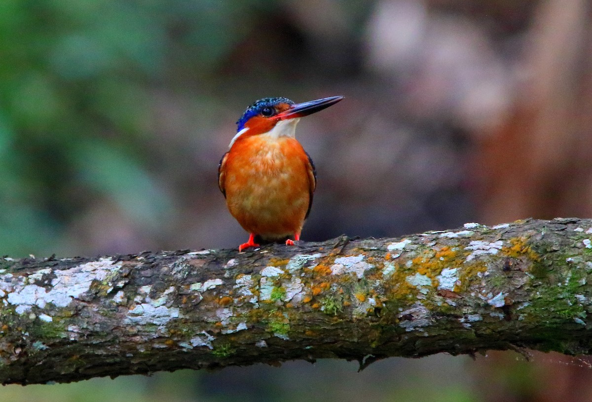 Malagasy Kingfisher - Yannick FRANCOIS
