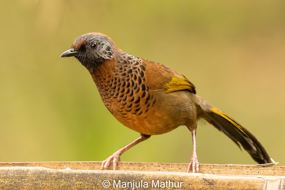 Chestnut-crowned Laughingthrush - ML617420519
