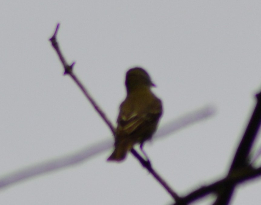 Great Crested Flycatcher - ML617420544