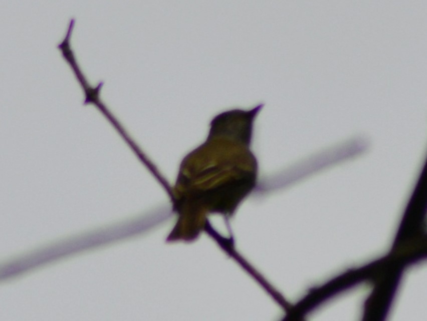Great Crested Flycatcher - ML617420546